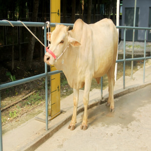 Male - Bull (ষাঁড়)